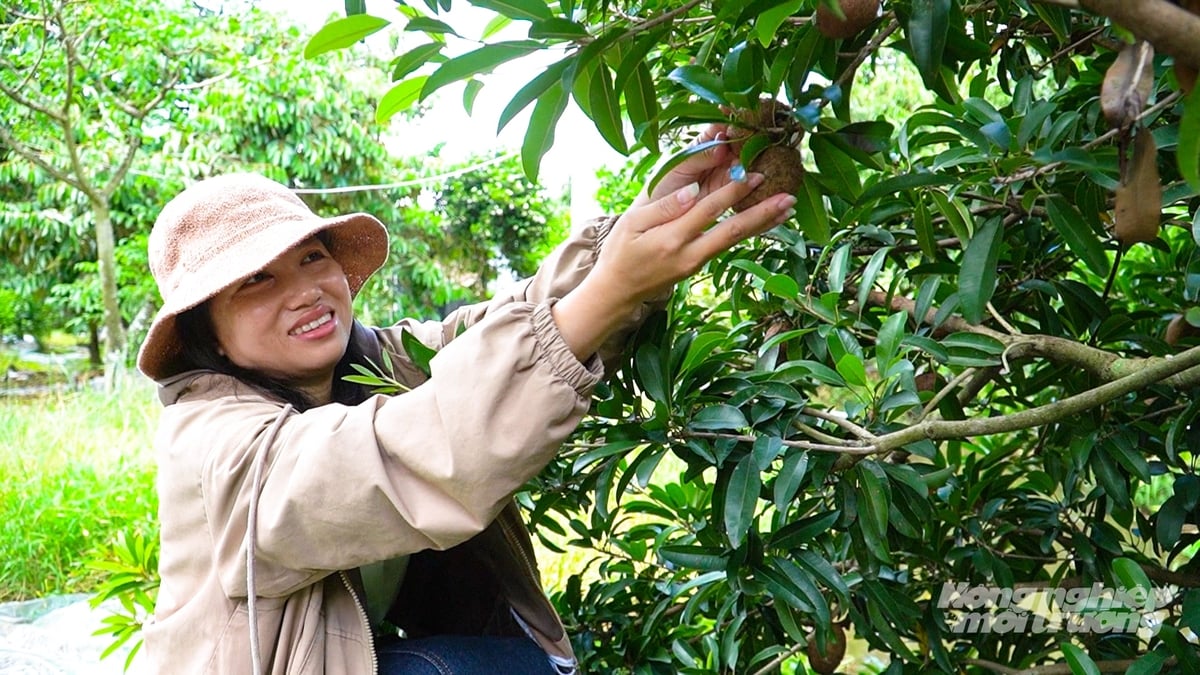 Du khách thích thú thu hoạch hồng xiêm (sapôchê) chín tại vườn, trải nghiệm hoạt động hái trái cây theo mùa. Ảnh: Văn Vũ.