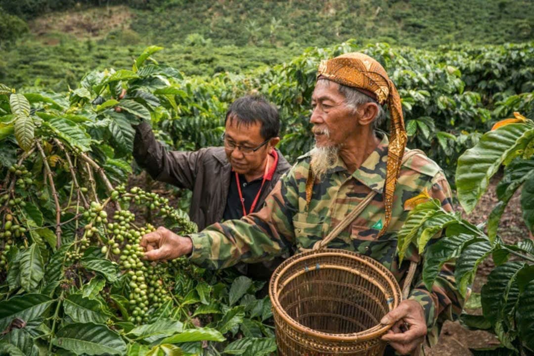 Chuyên gia nông nghiệp trực tiếp hướng dẫn nông dân tại Nam Sumatra (Indonesia), giúp các nông hộ nhỏ dễ dàng tiếp cận và thực hành tiêu chuẩn canh tác bền vững. Ảnh: Michael Taylor. Chuyên gia nông nghiệp trực tiếp hướng dẫn nông dân tại Nam Sumatra (Indonesia), giúp các nông hộ nhỏ dễ dàng tiếp cận và thực hành tiêu chuẩn canh tác bền vững. Ảnh: Michael Taylor.