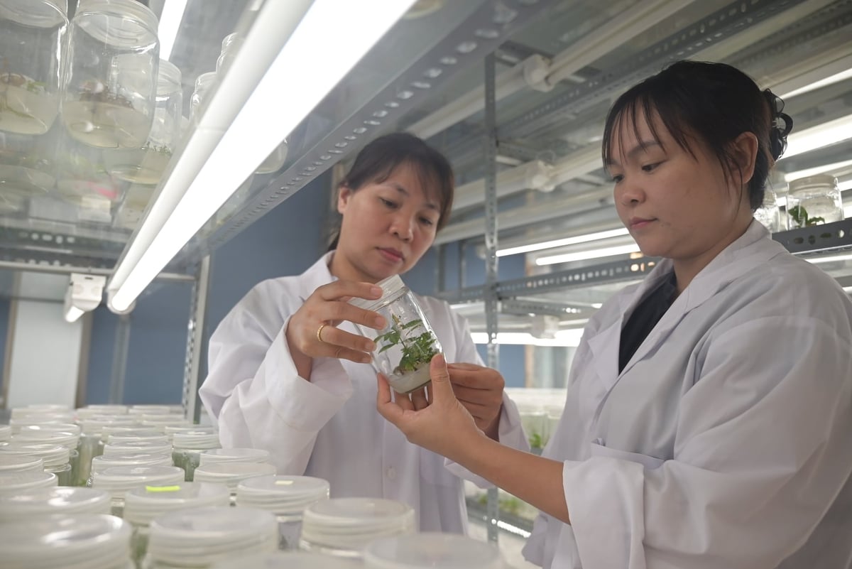 Dù còn nhiều khó khăn nhưng với đam mê cùng sự nhiệt huyết, các nhà khoa học trẻ vẫn miệt mài ươm mầm xanh cho sự phát triển chung của ngành nông nghiệp. Ảnh: Phạm Hoài.