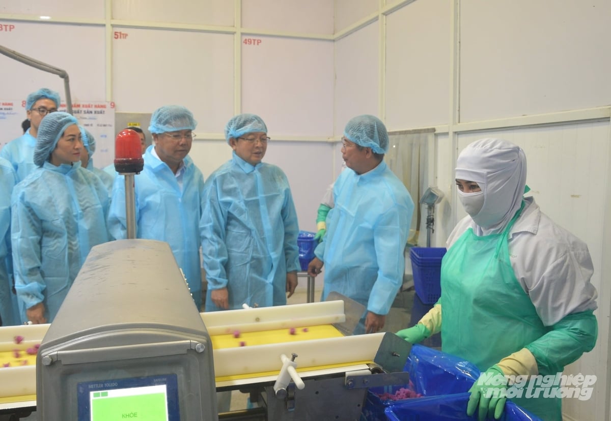 Phó Thủ tướng Hồ Quốc Dũng cùng đoàn công tác thăm Nhà máy chế biến rau quả xuất khẩu của Antesco. Ảnh: Trung Chánh.
