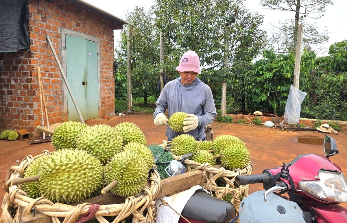 Nghề gõ sầu riêng cho thu nhập cao nhưng rủi ro cũng rất lớn. Ảnh: Tuấn Anh. Nghề gõ sầu riêng cho thu nhập cao nhưng rủi ro cũng rất lớn. Ảnh: Tuấn Anh.