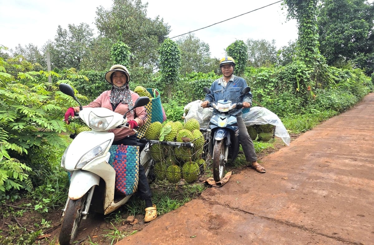 Sau khi gõ và thu mua sầu riêng, chị Hoàng Tố Hiền vận chuyển đến cho các thương lái. Ảnh: Tuấn Anh. Sau khi gõ và thu mua sầu riêng, chị Hoàng Tố Hiền vận chuyển đến cho các thương lái. Ảnh: Tuấn Anh.