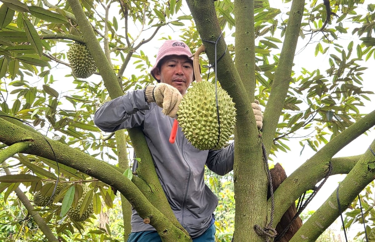 Chỉ cần dùng cán dao, anh Xuân Anh có thể nhận biết được sầu riêng đủ độ chín hay chưa. Ảnh: Tuấn Anh. Chỉ cần dùng cán dao, anh Xuân Anh có thể nhận biết được sầu riêng đủ độ chín hay chưa. Ảnh: Tuấn Anh.