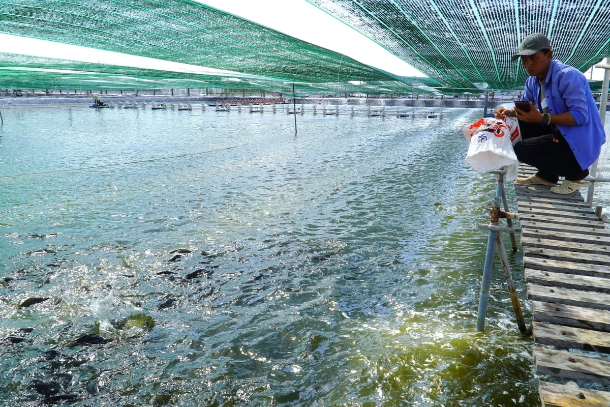 Bên trong farm nuôi cá rô phi của Công ty cổ phần Thủy sản sạch Việt Nam. Ảnh: Kim Anh.