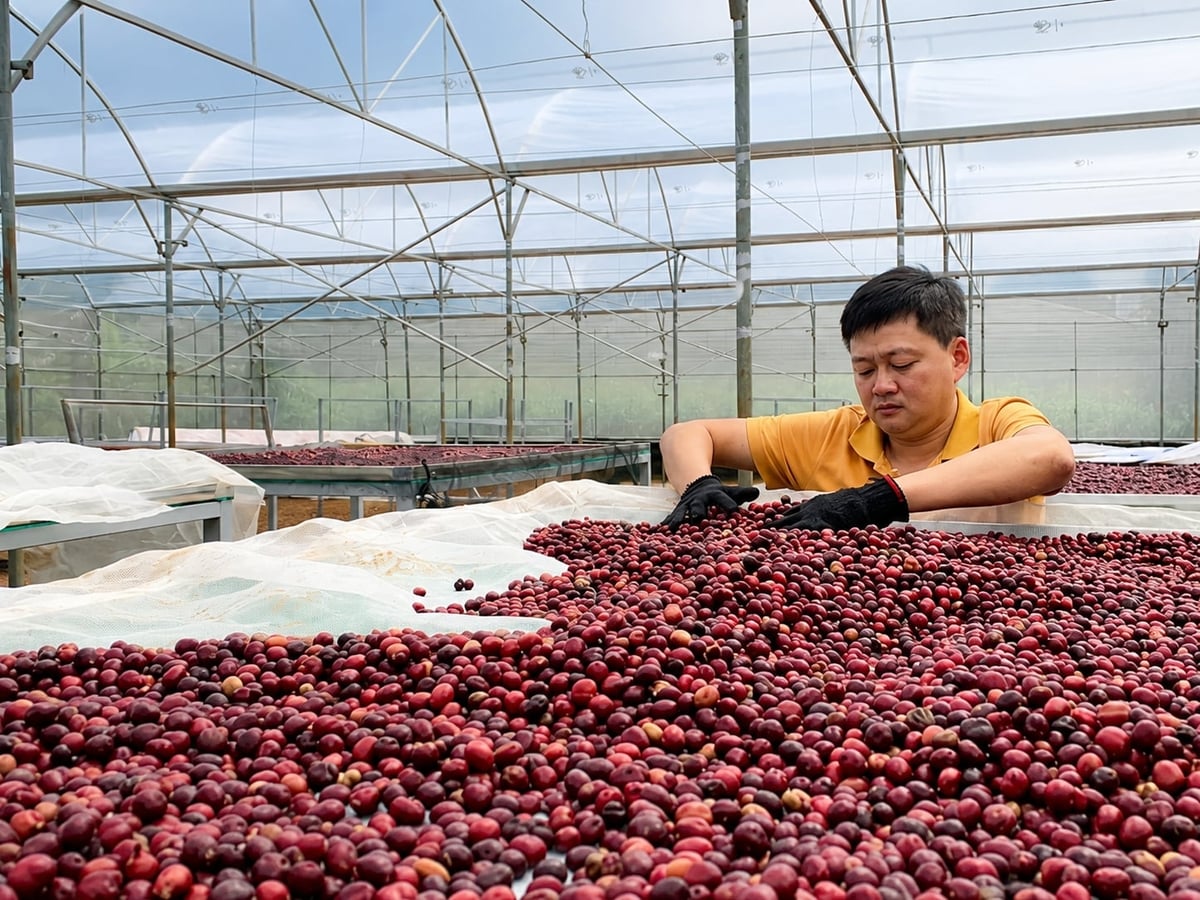 TS Nguyễn Viết Trụ chọn những quả cà phê chất lượng nhất cho dự án Bolero do Liên minh châu Âu tài trợ. Ảnh: Phạm Hoài.
