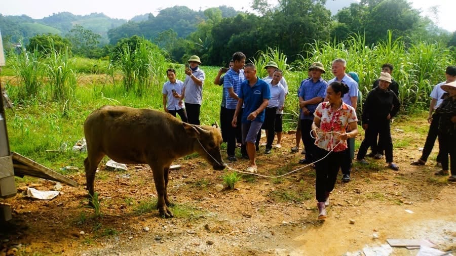 Người dân phấn khởi dắt trâu giống về nhà sau khi nhận hỗ trợ, dưới sự chứng kiến của lãnh đạo xã Đồng Yên và đông đảo người dân địa phương. Ảnh: ĐY. 