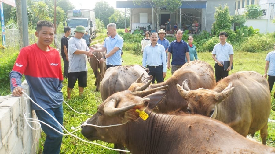 Những con trâu giống khỏe mạnh được UBND xã Đồng Yên bàn giao cho các hộ dân tham gia Dự án hỗ trợ phát triển sản xuất cộng đồng chăn nuôi trâu sinh sản. Ảnh: ĐY. 