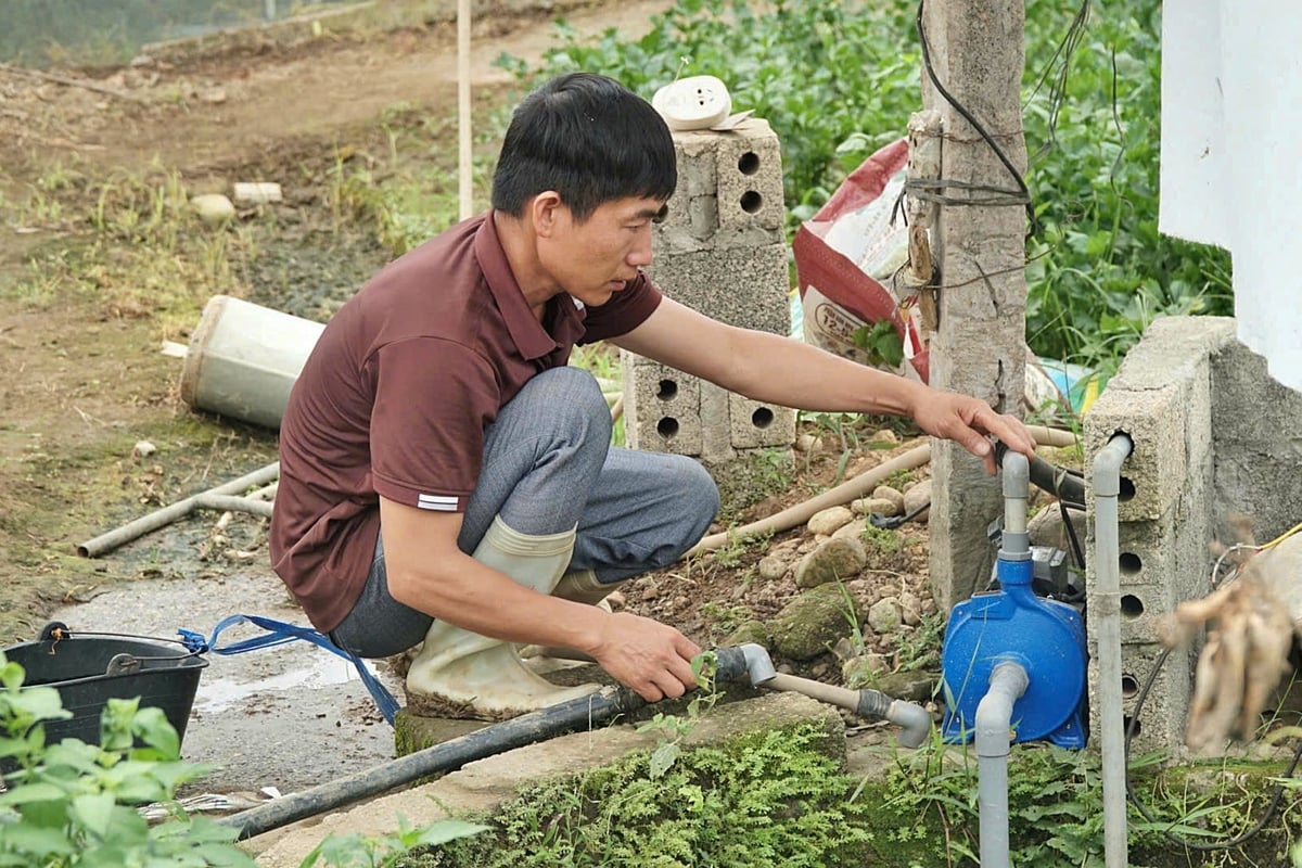 Chỉ sau vài vụ rau, anh Vượng đã trả hết vốn vay sản xuất. Ảnh: Đức Bình.