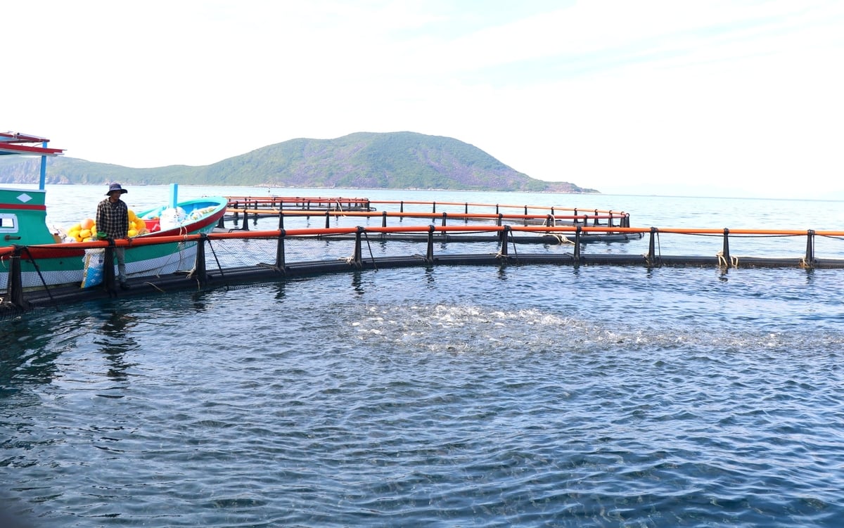 Công ty TNHH MTV Dịch vụ và Công nghệ thủy sản cung cấp lồng HDPE tại tỉnh Khánh Hòa để nuôi cá biển. Ảnh: KS.