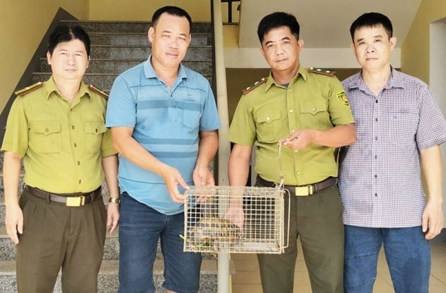 Cá thể rùa núi vàng được Hạt Kiểm lâm số 17 tiếp nhận, chăm sóc trước khi thả về môi trường tự nhiên. Ảnh: Hạt Kiểm lâm số 17.