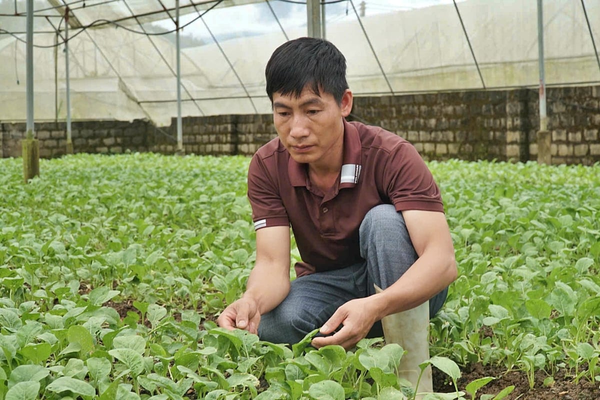 Anh Trần Đình Vượng, Tổ trưởng Tổ hợp tác rau Tân Bình. Ảnh: Đức Bình.