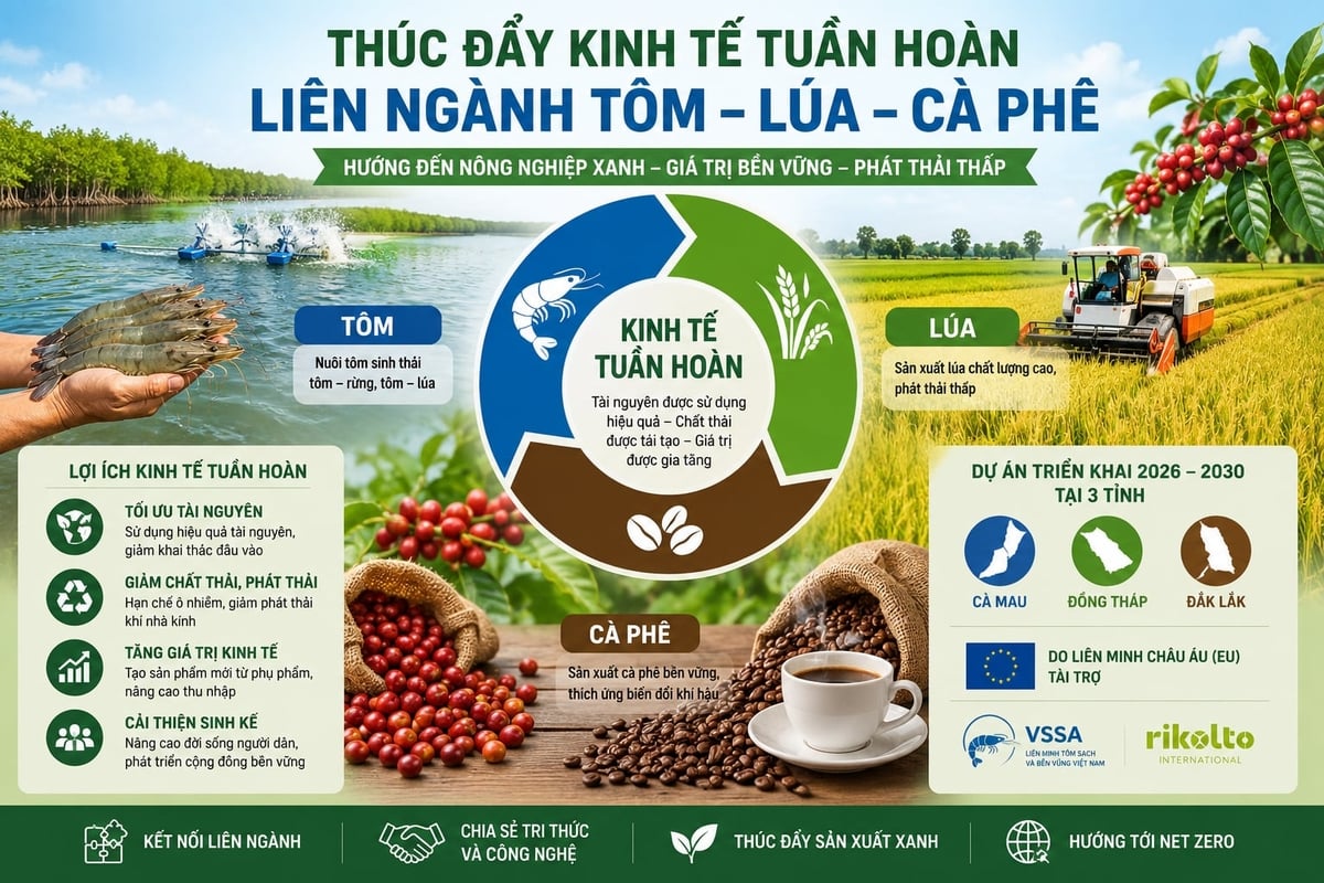 Mô hình kinh tế tuần hoàn liên ngành tôm - lúa - cà phê. Ảnh: AI.