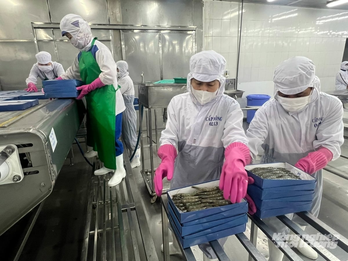 Mỗi năm tỉnh Cà Mau xuất khẩu tôm đạt khoảng 2,5 tỷ USD. Ảnh: Trọng Linh.
