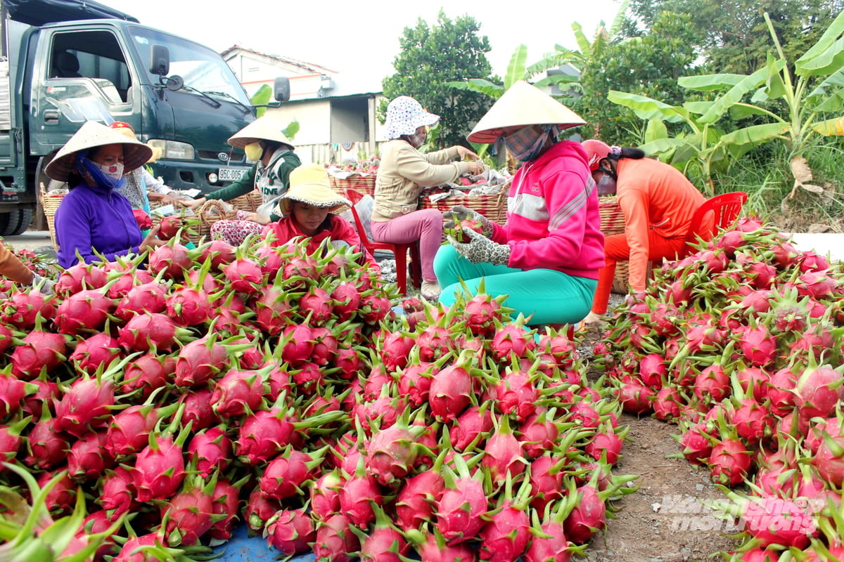 Thu hoạch và phân loại trái cây đạt tiêu chuẩn xuất khẩu tại Đồng Tháp; địa phương hiện đang siết chặt quản lý mã số vùng trồng để duy trì tính cạnh tranh tại các thị trường khó tính. Ảnh: Lê Hoàng Vũ.