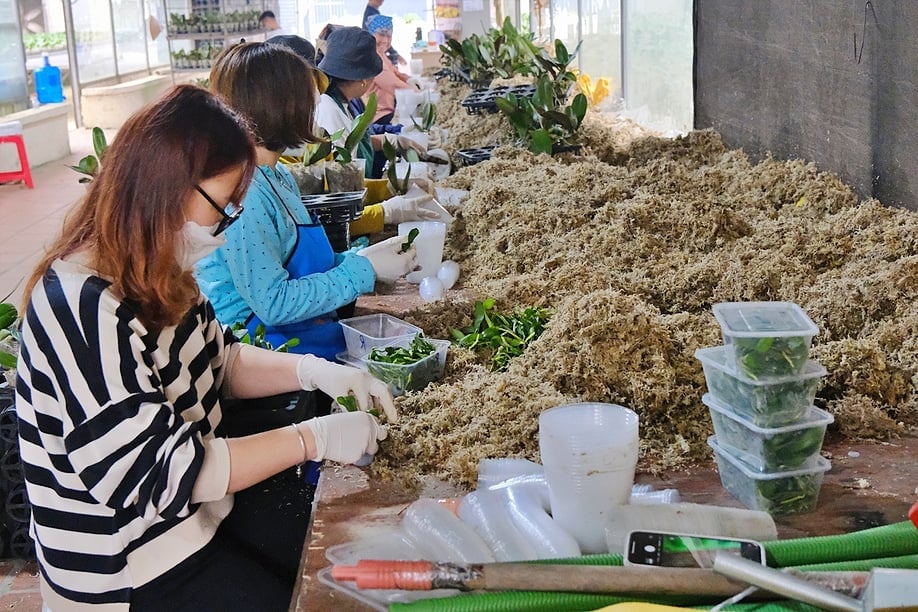 Ước tính hằng năm, Viện Nghiên cứu Rau quả cung cấp khoảng 2 triệu cây giống hoa ra thị trường. Ảnh: Bảo Thắng.