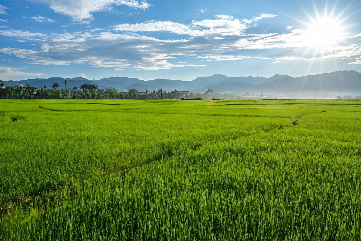 Cánh đồng Mường Thanh, một trong những vùng sản xuất nông nghiệp trọng điểm của tỉnh Điện Biên. Ảnh: Mai Dũng.