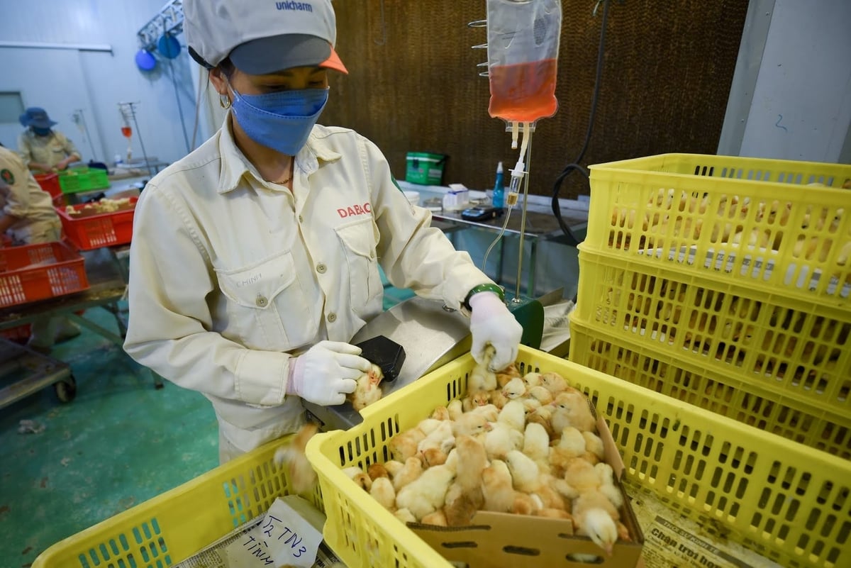 Tiêm vaccine cho gà con một ngày tuổi. Ảnh: Tùng Đinh.