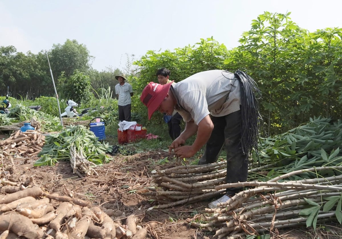Nông dân Tây Ninh thu hoạch một giống sắn kháng bệnh khảm lá. Ảnh: Hà Duyên.
