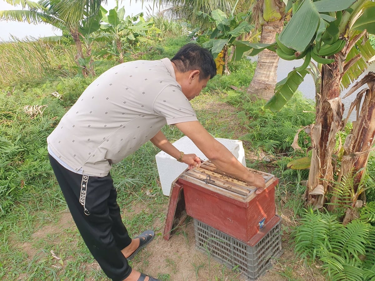 Ông Đặng Thanh Tùng - Giám đốc HTX Mật ong Tùng Hằng kiểm tra đàn ong, sẵn sàng cho mùa 'di cư' đến vùng táo Bàng La. Ảnh: Đinh Mười.