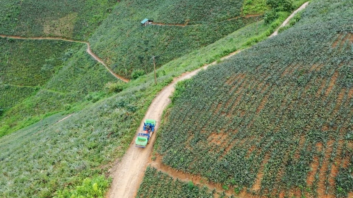 Phát triển nông nghiệp bền vững gắn với chuyển đổi xanh và nâng cao chuỗi giá trị các sản phẩm chủ lực tại Điện Biên. Ảnh: Duy Học.