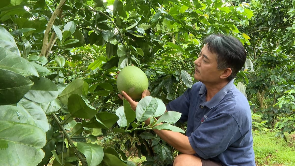 Gỡ điểm nghẽn cho nông nghiệp Điện Biên. Ảnh: Duy Học.
