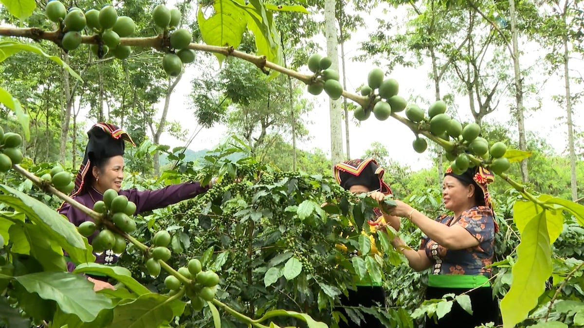 Ngành Nông nghiệp và Môi trường tỉnh Điện Biên xác định trọng tâm là chuyển từ mở rộng diện tích sang nâng cao chất lượng, hiệu quả và giá trị gia tăng. Ảnh: Duy Học.