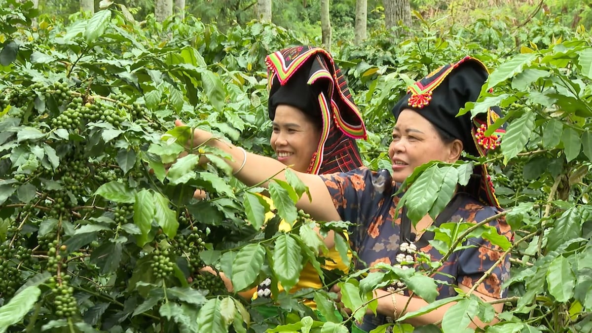 Cà phê Arabica Điện Biên. Ảnh: Trần Hương.