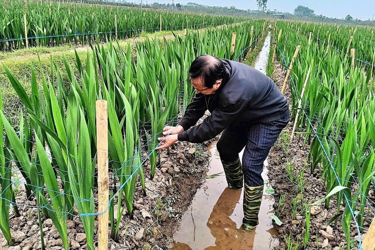 PGS.TS Đặng Văn Đông chăm sóc hoa lay ơn ngoài khu ruộng nghiên cứu. Ảnh: Bảo Thắng.