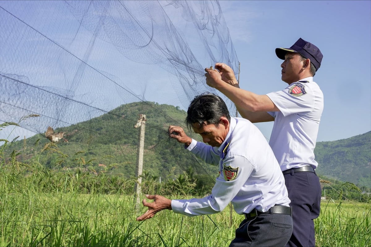 Nạn săn bắt chim yến ngày càng diễn biến phức tạp. Ảnh: YSKH.