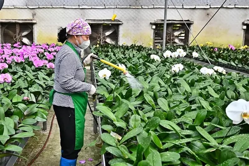 Nhờ hoa, cây cảnh, thu nhập và cuộc sống của nhiều người dân đã tăng đáng kể. Ảnh: Bảo Thắng.