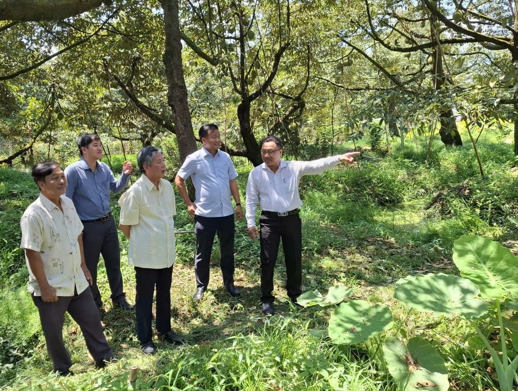 Ông Ngô Chí Cường, Bí thư Tỉnh ủy Đồng Tháp (giữa) khảo sát mô hình trồng sầu riêng chuyên canh của tỉnh. Ảnh: Minh Đảm.