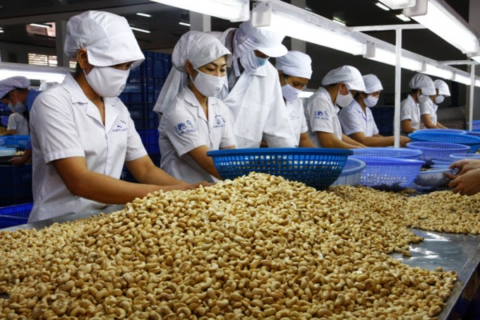 Cần có nhiều giải pháp thiết thực để hỗ trợ ngành điều trong đại dịch Covid 19. Ảnh: Khương Hồng Thủy.