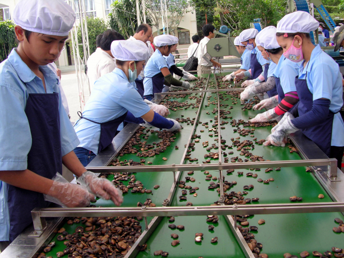 …đến máy cắt tách hạt điều tự động. Ảnh: NNVN.