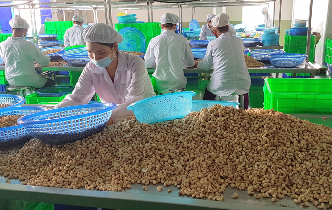 Ngành điều Việt Nam đã tạo nên kỳ tích trong nhiều năm qua. Ảnh: NNVN.