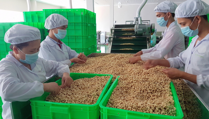 Thời gian tới cần tiếp tục gia tăng giá trị chuỗi mà ngành điều Việt Nam tham gia. Ảnh: NNVN.