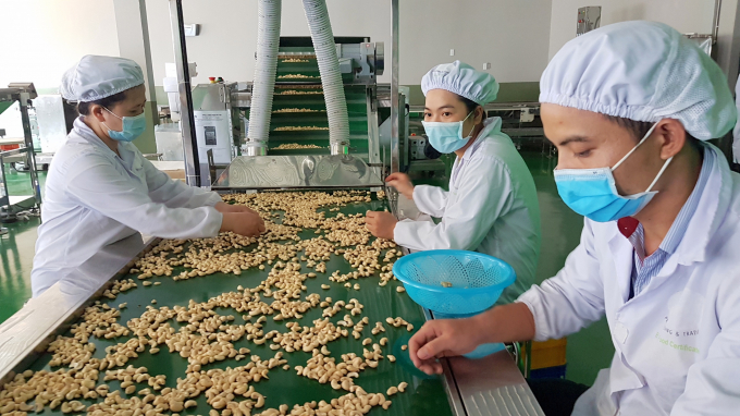 Mục tiêu đến năm 2045, tổng doanh thu ngành điều sẽ đạt 7 - 8 tỷ USD. Ảnh: NNVN.