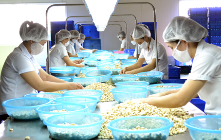 Chế biến điều tại Công ty Donafoods (Đồng Nai). Ảnh: VINACAS.