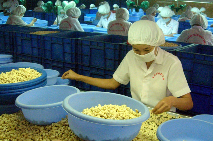 Chế biến điều tại Công ty Lafooco – Long An. Ảnh: VINACAS.