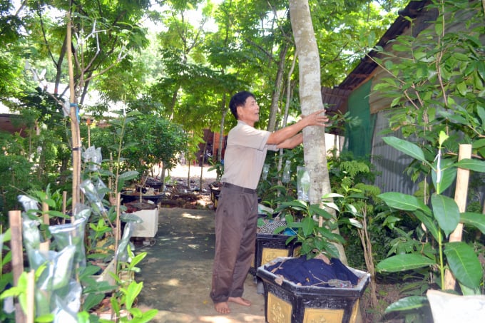 222-153848_471.jpg Ông Thủy bên những cây sưa lâu năm của gia đình. Ảnh: Trần Trung.