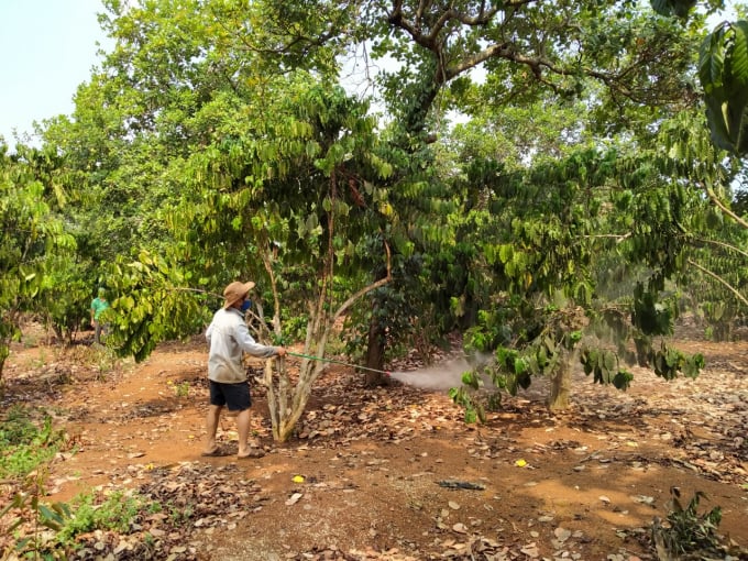 1-164546_221.jpg Ông Nguyễn Khắc Thược chăm sóc vườn ca cao xen điều. Ảnh: Trần Trung.