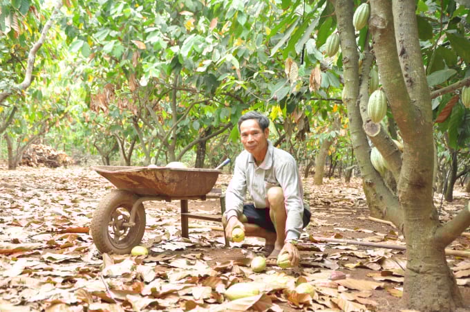 2-164712_887.jpg Xen canh cây ca cao dưới tán cây khác mang lại nhiều lợi ích cho nông dân. Ảnh: Trần Trung.