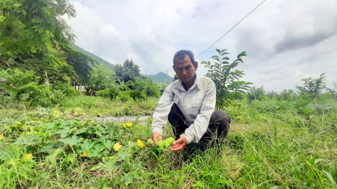 Ông Cao Văn Tương nhặt nhạnh những quả bí đao teo tóp vì thiếu nước. Ảnh: Trần Trung.