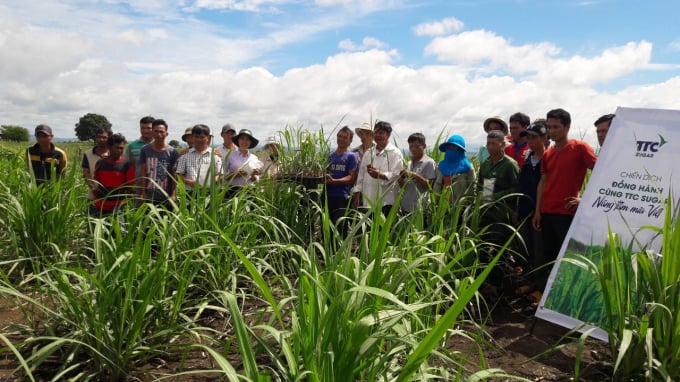 hinh-3-145653_727.jpg TTC Sugar hướng dẫn và chuyển giao cho nông dân về kỹ thuật mía stump bầu một mắt mầm ngay trên đồng ruộng.