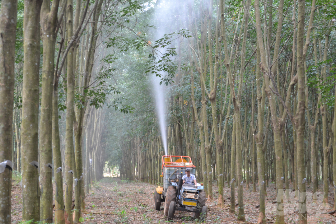 5-155039_103.jpg Máy phun xịt có tính ứng dụng thực tiễn cao tại các vườn cao su. Ảnh: Trần Trung.