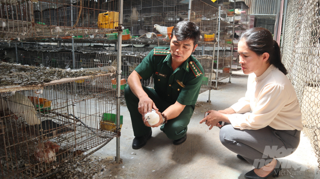 5-112316_155.jpg Chủ tịch Hội Nông dân xã Minh Long tham quan trang trại bồ câu Pháp của anh Chiến để nhân rộng mô hình. Ảnh: Trần Trung.