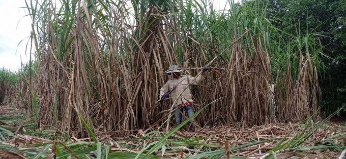 Cực chẳng đã, một số nông dân buộc phải bán mía cho thương lái.