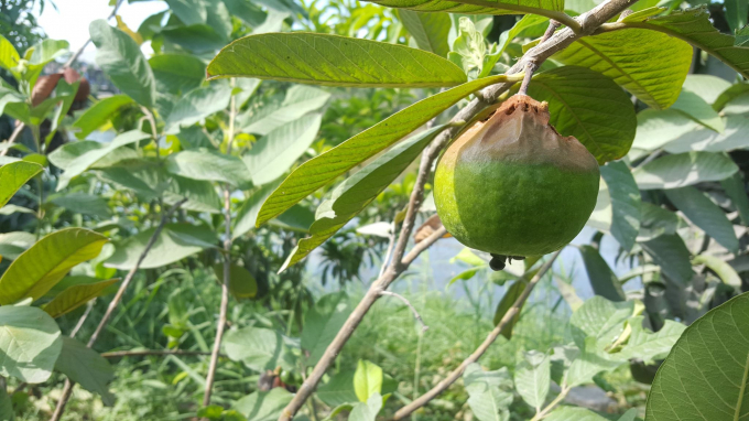 Ổi ra được quả nào thì hầu như đều bị thối. Ảnh: Cường Vũ