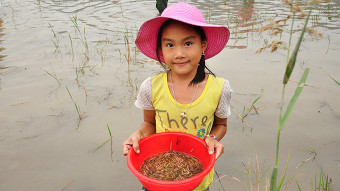 Thu hoạch rươi Đông Triều. Ảnh: Báo QN