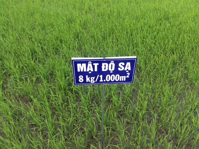 gd-20-ngay-8kg-190558_359.jpg Mật độ gieo sạ 80kg/ha mang lại lợi ích kép: tiết kiệm giống và tăng lợi nhuận.