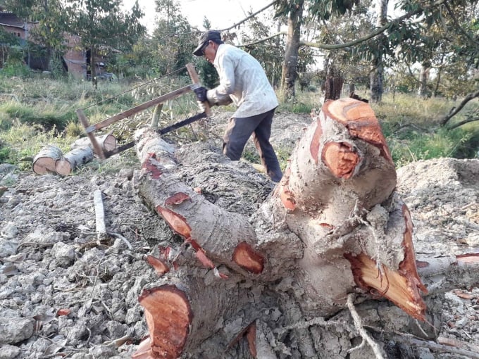  Dân đốn bỏ vườn sầu riêng bị thiệt hại do hạn mặn. Ảnh: Minh Đãm.